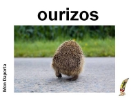 Os ourizos